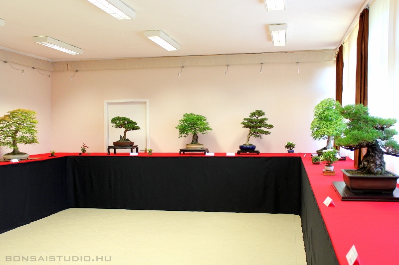 bonsai kiallitas a szegedi botanikus kertben a lotusznapokon